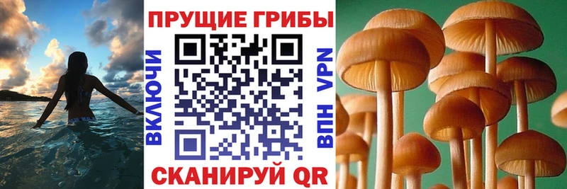 цены наркотик  Сокол  Псилоцибиновые грибы Magic Shrooms 